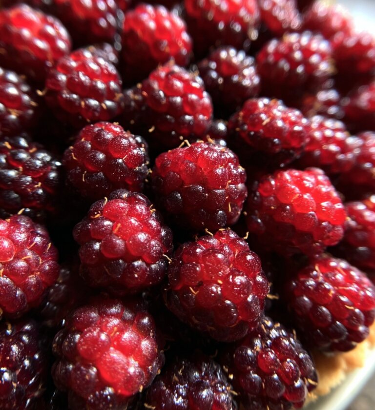Delicious Mulberry Recipe Pie: A Sweet, Simple Delight