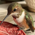 Simple Recipe for Hummingbird Nectar