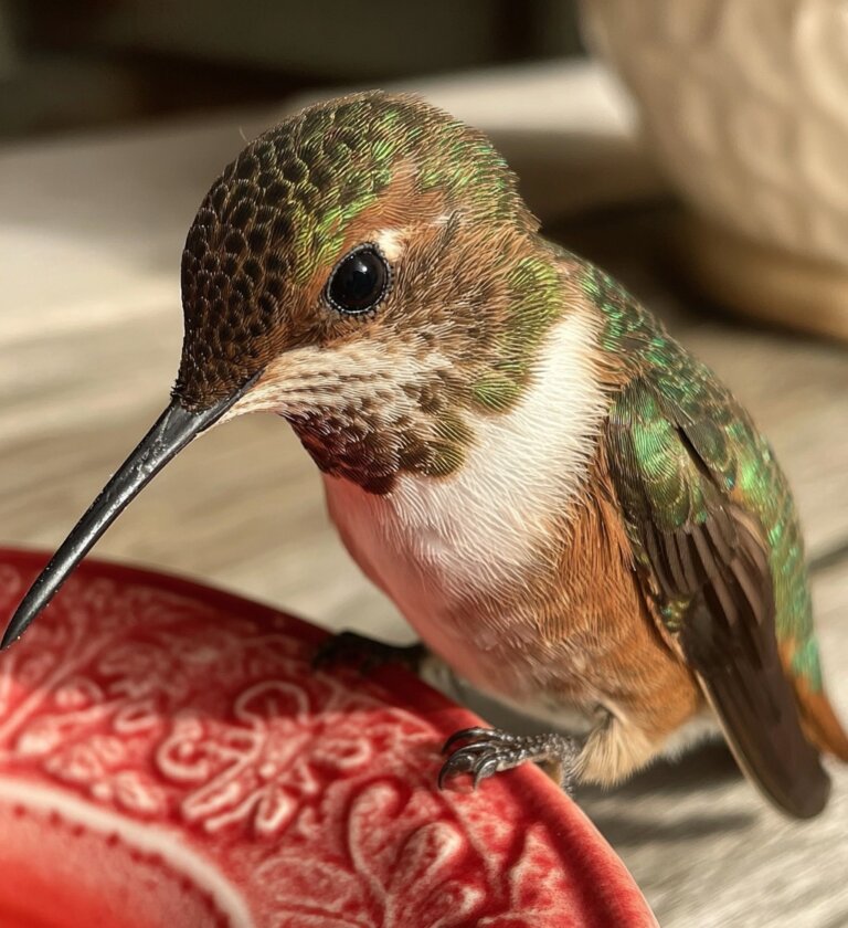Simple Recipe for Hummingbird Nectar
